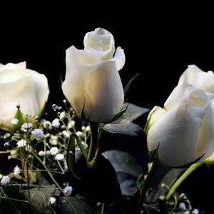 Meet your Posher, Nova